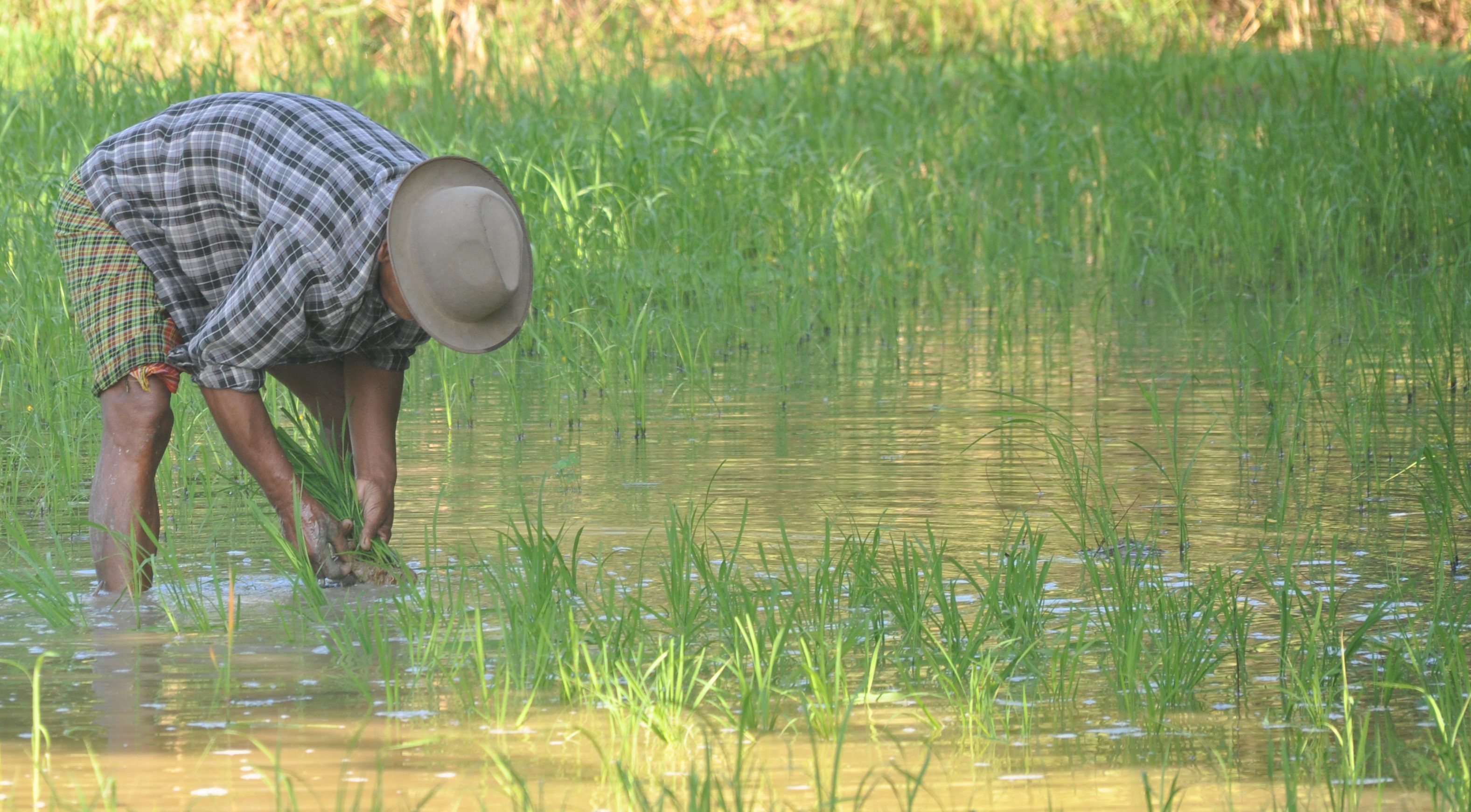 Planting Rice